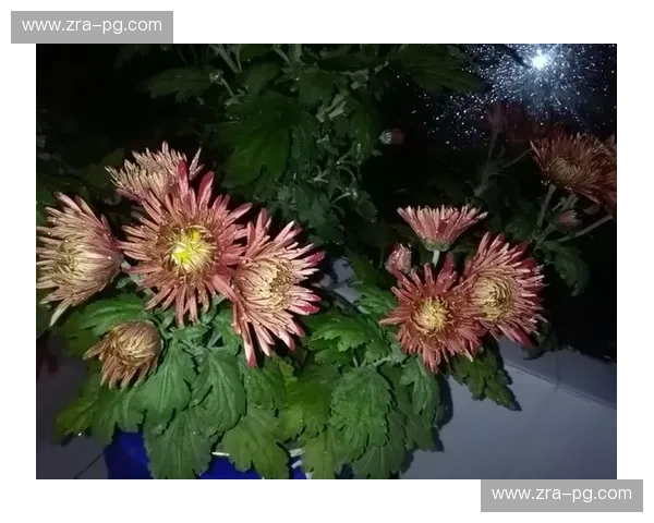 极速与永恒：当“凌晨四点的洛杉矶”遇见“永不凋零的马德拉”